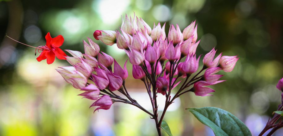 Primavera traz belas imagens ao Bosque do Vieira