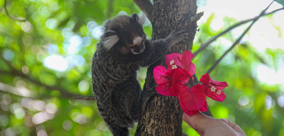 Com belos clicks, estudantes da Avla registram chegada da primavera no Bosque do Vieira