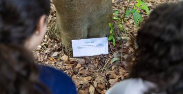 Estudantes reencontram 'árvores adotadas'