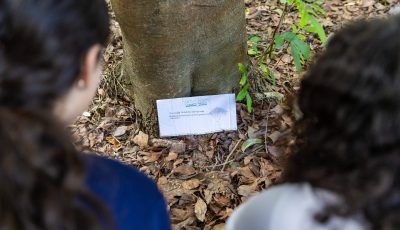 Estudantes reencontram 'árvores adotadas'