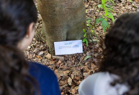 Estudantes reencontram 'árvores adotadas'
