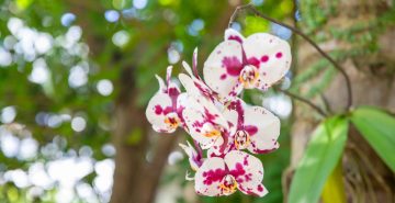 É PRIMAVERA – Orquídeas exuberantes dão boas-vindas à comunidade escolar no Bosque do Vieirão 