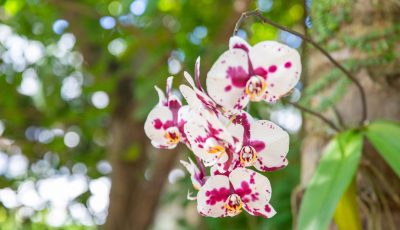 É PRIMAVERA – Orquídeas exuberantes dão boas-vindas à comunidade escolar no Bosque do Vieirão 