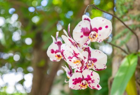 É PRIMAVERA – Orquídeas exuberantes dão boas-vindas à comunidade escolar no Bosque do Vieirão 