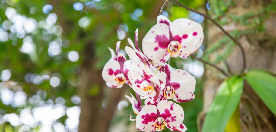 É PRIMAVERA – Orquídeas exuberantes dão boas-vindas à comunidade escolar no Bosque do Vieirão 